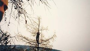 Rizikové kácení stromů - LIŠKA VLADIMÍR - profilová fotografie