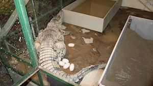 Krokodýlí zoo Protivín - profilová fotografie