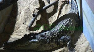 Krokodýlí zoo Protivín - profilová fotografie