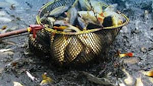 Klatovské rybářství, a.s. - profilová fotografie