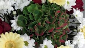 Květinářství U Hrdých - profilová fotografie