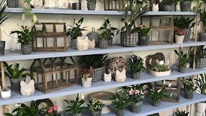 Pokojové rostliny vystavené v designových keramických květináčích