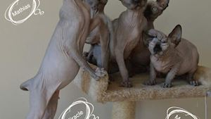 Canadian Sphynx Cattery Marco CZ