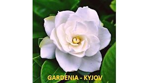 Zahradnictví a květinářství Gardenia - Ing. Miroslav Selucký, s.p.